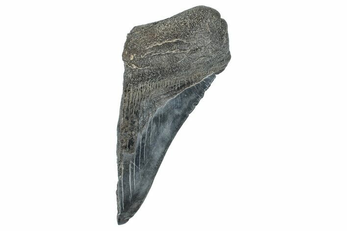 Partial Fossil Megalodon Tooth - South Carolina #277438